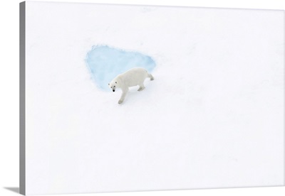 Polar Bear (Ursus Maritimus), In Eastern Greenland