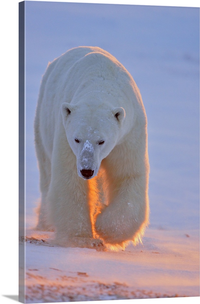 Polar bear (Ursus maritimus), Wapusk NP, Cape Churchill, Manitoba, Canada