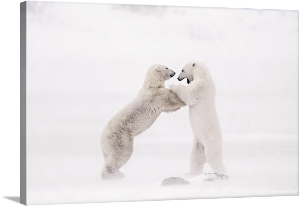 Polar Bears Sparring In A Snowstorm In Churchill, Manitoba, Canada