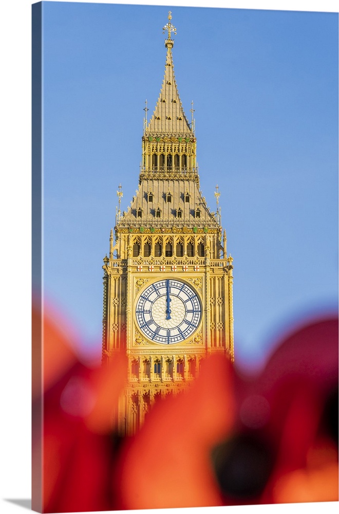 Poppies and Big Ben, also known as Elizabeth Tower. Part of the Houses of Parliament and a Unesco World Heritage site, Lon...