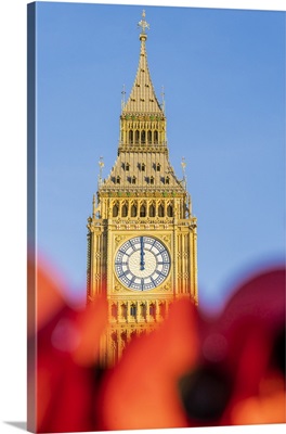 Poppies And Big Ben, London, England, UK,