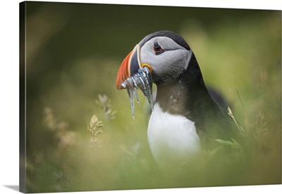 Portrait Of A Puffin Carrying Several Sand Eels, Mykines, Faroe Islands