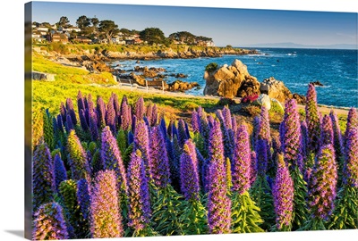 Pride Of Madeira Flowers Along Coast, Pacific Grove, California, USA
