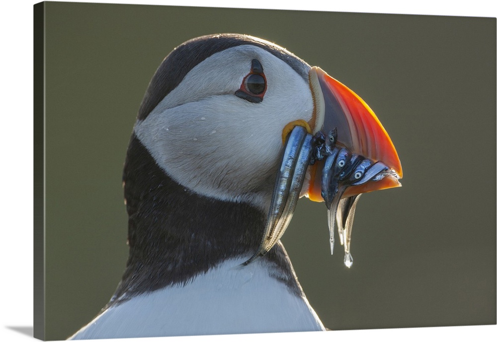 Puffin (Fratercula arctica)  Portrait with sandeels, Isle of May, Firth of Forth, Scotland, UK