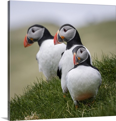 Puffins Standing On The Grass. Mykines, Faroe Islands