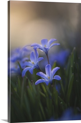 Purple Flowers, Salmon Arm, British Columbia, Canada