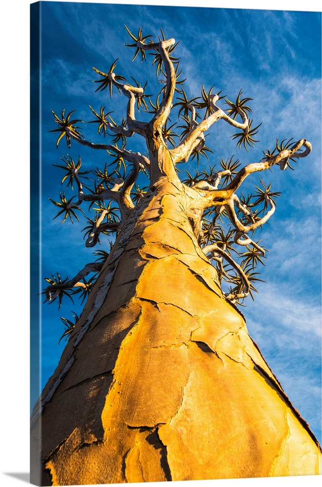 Quiver Tree (Aloe Dichotoma), Keetmanshoop, Namibia, Africa.