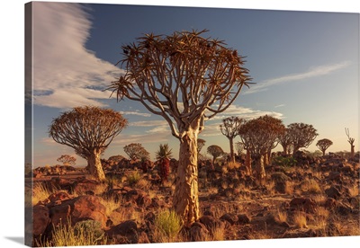 Quiver Tree At Sunset, Namibia