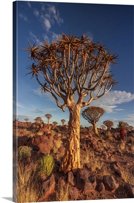 Quiver Tree At Sunset, Namibia