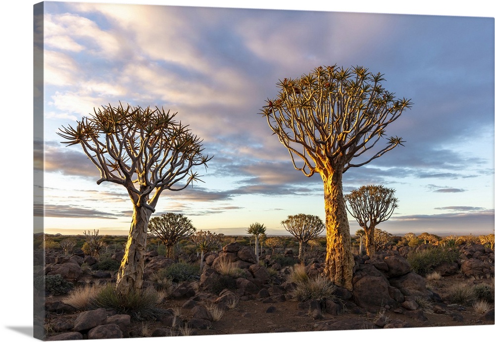 Quiver Tree Forest, Keetmanshoop, Namibia, Africa