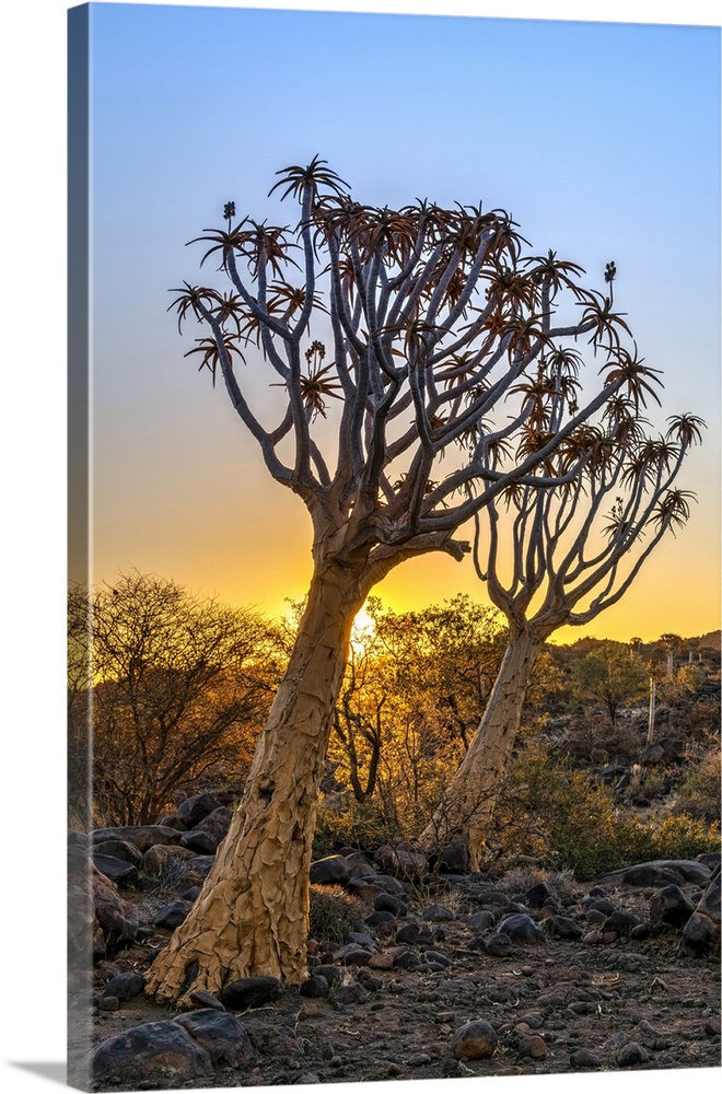 Quiver Tree or Aloidendron dichotomum, Quiver Tree Forest, Keetmanshoop, Karas, Namibia.
