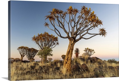 Quiver Trees (Aloidendron Dichotomum), Quiver Tree Forest, Near Keetmanshoop, Namibia