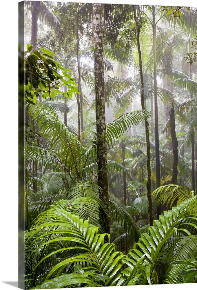 Rainforest, Eungella National Park, nr Mackay, Australia