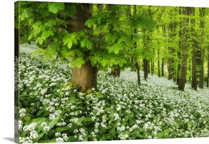 Ramsons (Allium Ursinum) In Bloom At Winterborne Abbas, Dorset, England, UK image thumbnail