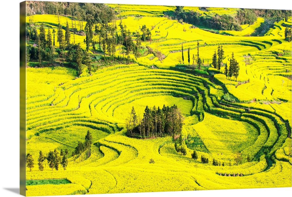Rapeseed farms in Niujie, known as snail farms due to their snail shell like terracing, Luoping, Yunnan, China.