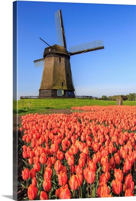 Red and orange tulip fields and the blue sky frame the windmill in spring, Netherlands