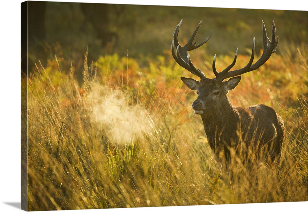 Red Deer Stag, Richmond Park, London, England