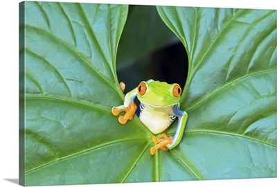 Red-eyed Tree Frog (Agalychins callydrias) emerging from a leaf, Costa Rica