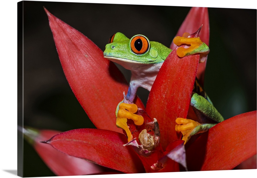 Red-eyed Tree Frog (Agalychnis callidryas) - captive, Ontario, Canada