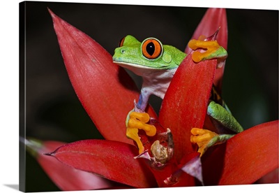 Red-Eyed Tree Frog, Ontario, Canada