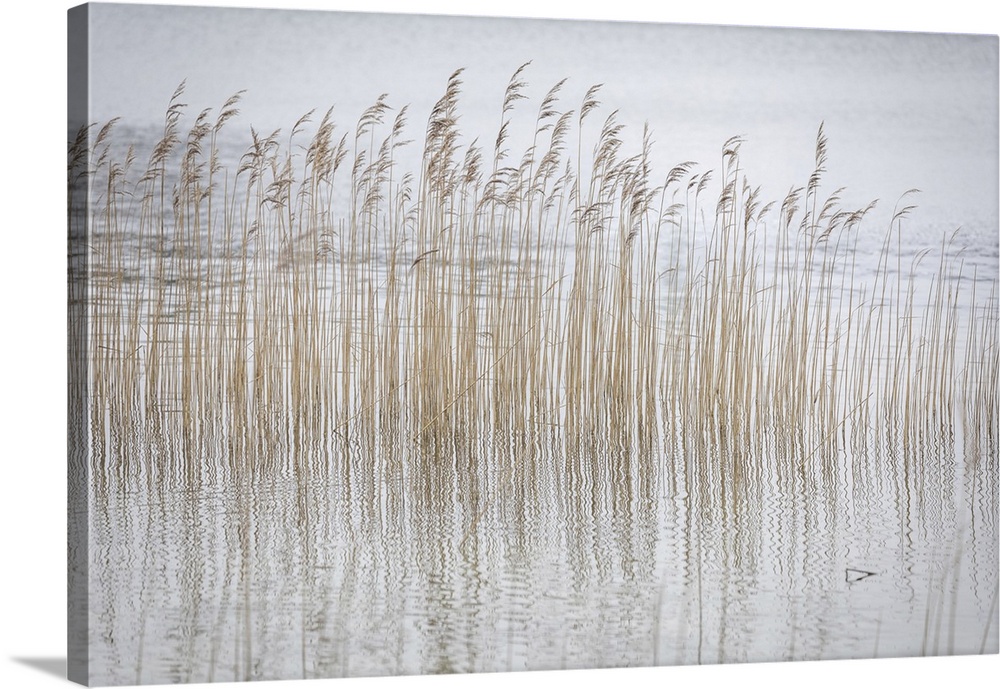 Reed grass in the fog at Weissensee near Fuessen, Allgaeu, Bavaria, Germany.