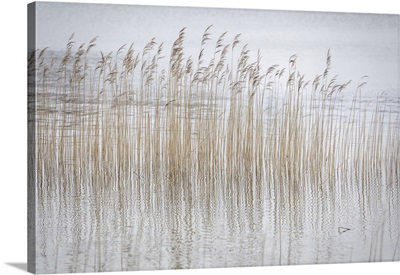 Reed Grass In The Fog At Weissensee Near Fuessen, Allgaeu, Bavaria, Germany