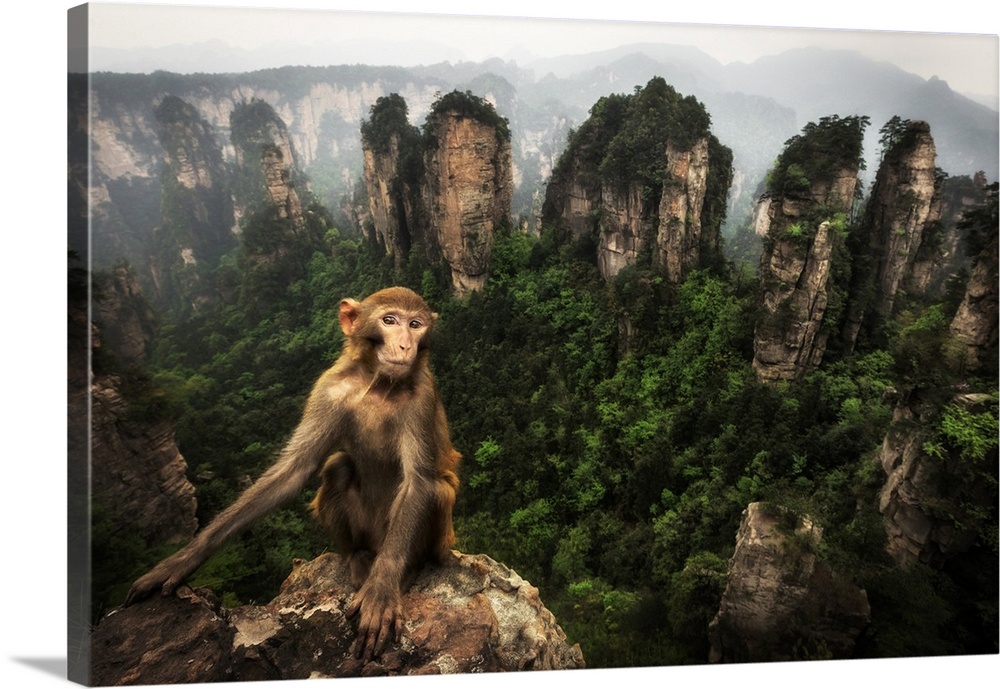 rhesus macaque (Macaca mulatta) over the cliffs of Yellow Stone Village, zhangjiajie national forest park, Hunan, China