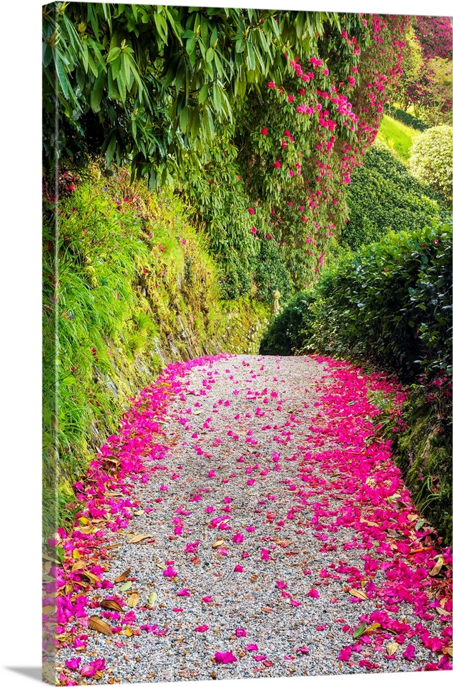 Rhododendron lined path, lanhydrock, bodman, cornwall, England.