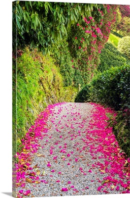 Rhododendron Lined Path, Lanhydrock, Bodman, Cornwall, England