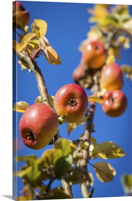 Ripe Apples In The Orchard Meadows Near Engenhahn, Niedernhausen, Hesse, Germany