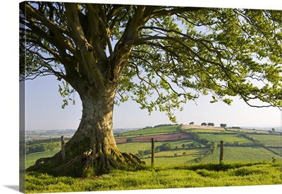 Rolling countryside and tree on Raddon Hill, Devon, England