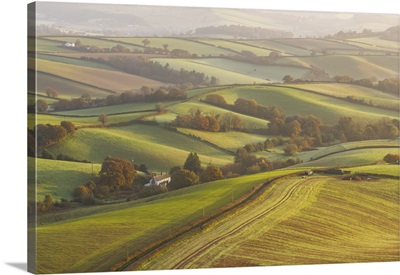 Rolling Pastoral Countryside At Dawn, Near Crediton In Devon, England