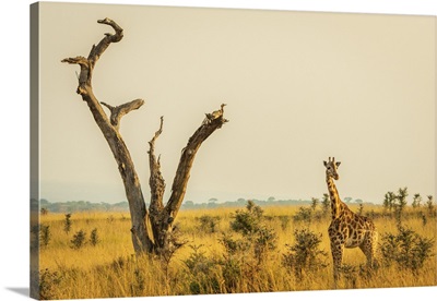 Rothschild's Giraffe, Murchison Falls National Park, Uganda