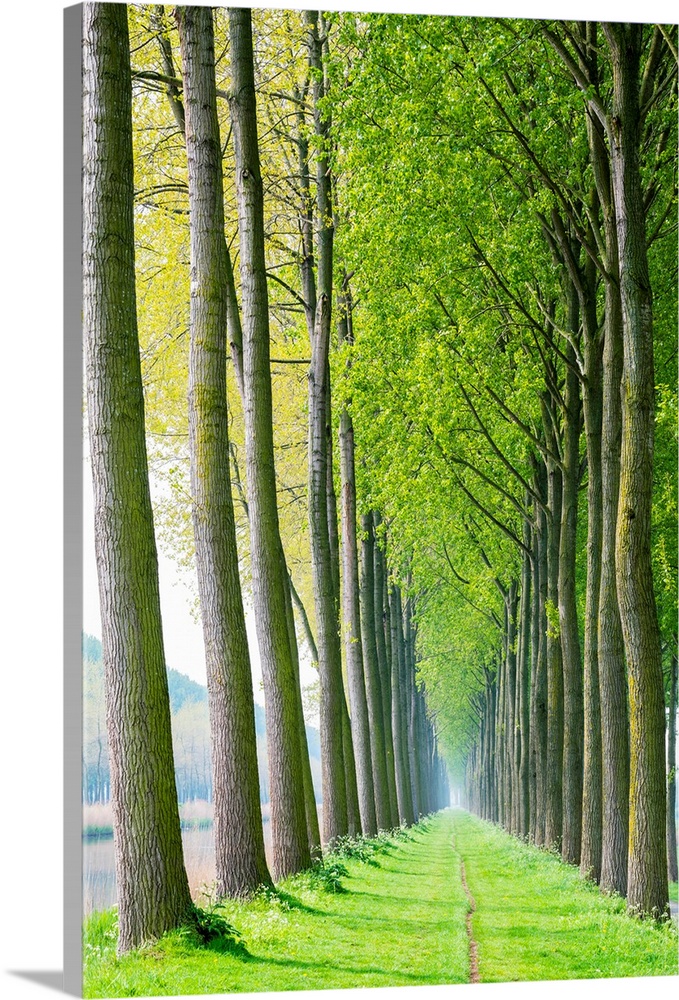 Rows of trees along a canal in spring, Damme, West Flanders, Belgium.
