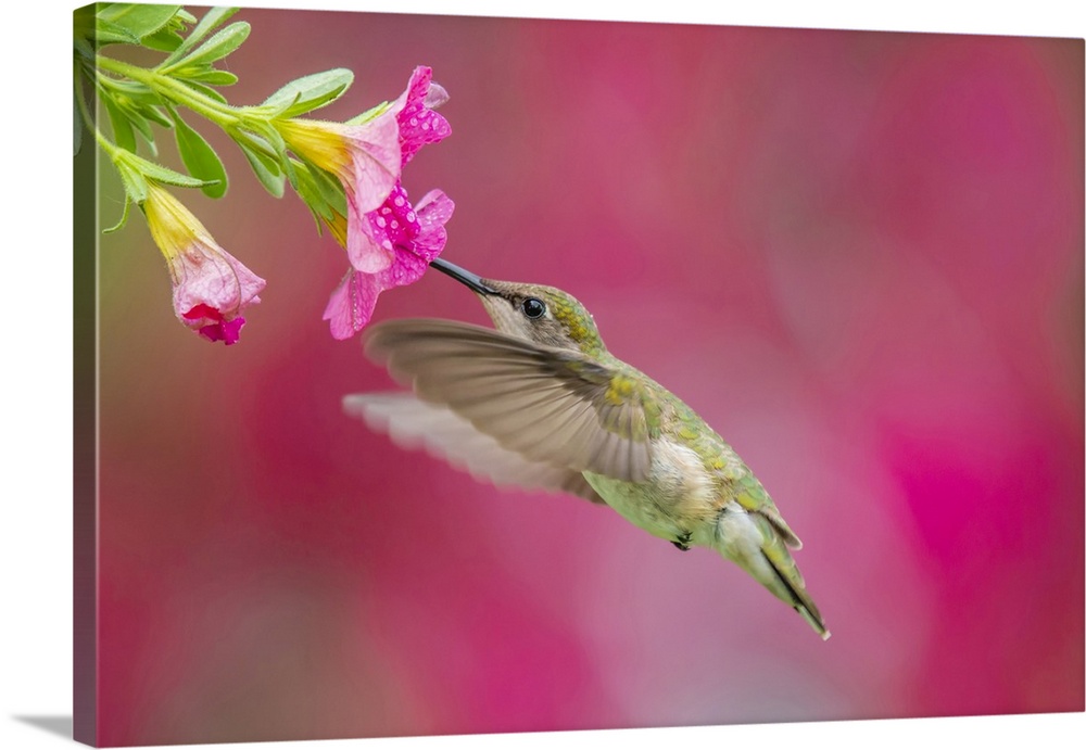 Ruby-throated Hummingbird (Archilochus colubris) female, Ontario, Canada