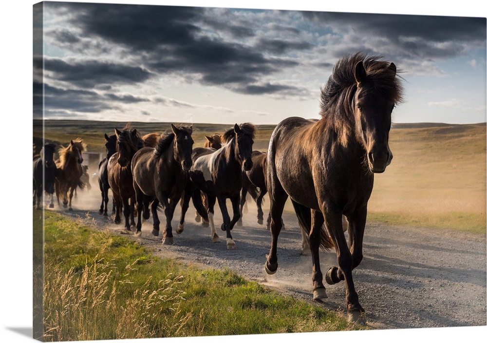 Running icelandic horses, Iceland.