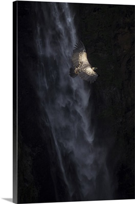 Ruppell's Vulture And Jinbar Waterfalls, Simien Mountains National Park, Ethiopia
