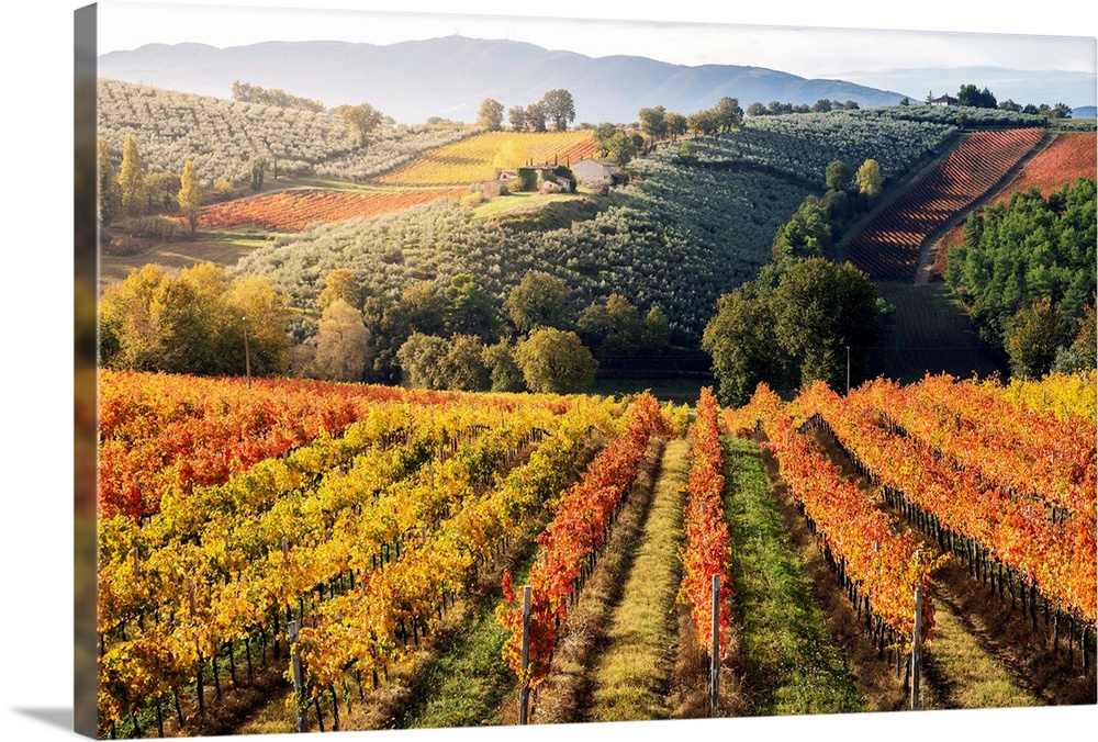 Sagrantino Di Montefalco Vineyards In Autumn, Umbria, Italy.