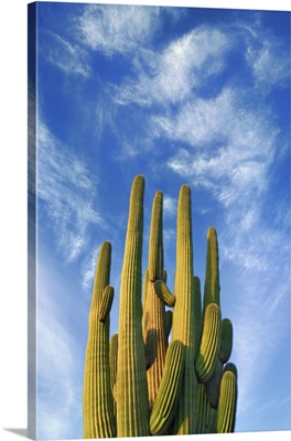 Saguaro, USA, Arizona, Pima, Tucson, Saguaro National Park, Nica View, Sonora Desert