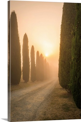 San Quirico d'Orcia, Siena, Tuscany, Italy, Cypress In San Quirico