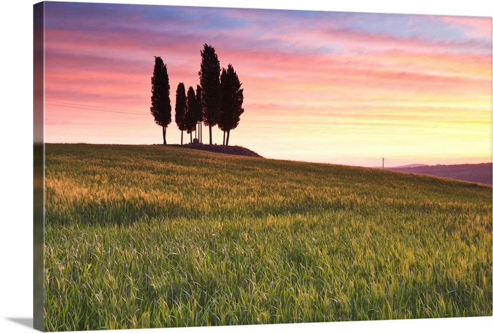 San Quirico, Orcia valley, Tuscany, Italy. Cypresses at sunrise.