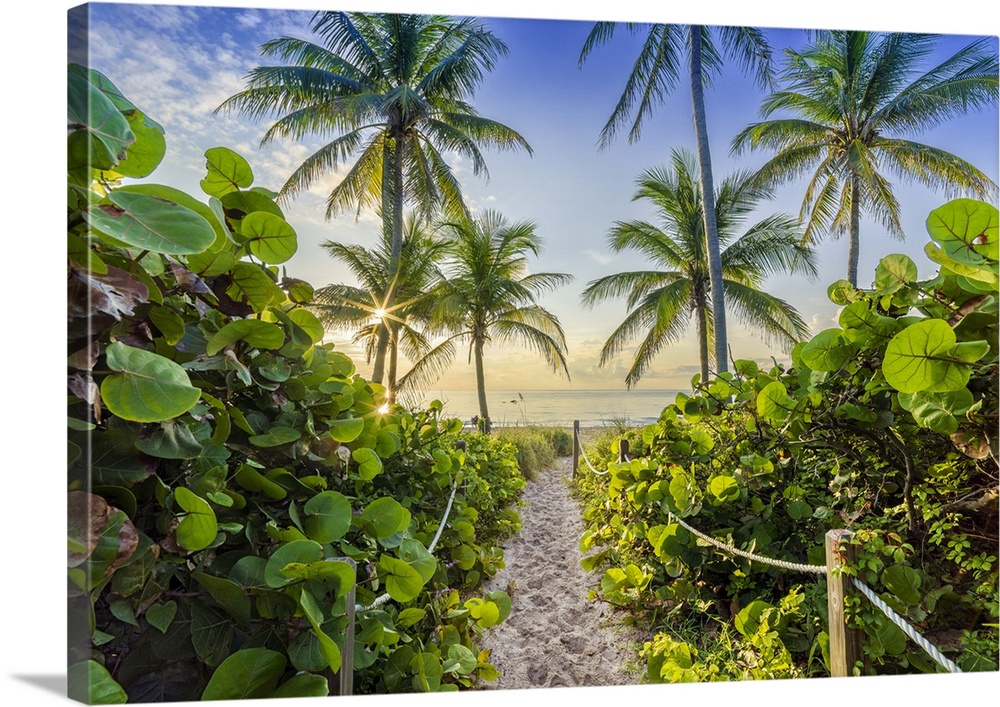 Sandy Path to the Beach surrounded  by tropical palm trees, at sunrise Hollywood Beach  Hollywood, Miami Beach Florida, USA