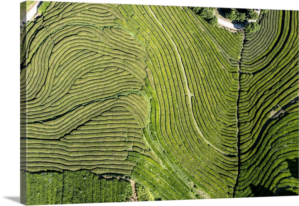 Sao Miguel island, Azores, Portugal. Tea plantation at Gorreana Tea Factory, aerial view.