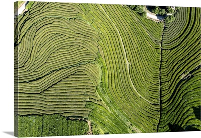 Sao Miguel Island, Azores, Portugal, Tea Plantation At Gorreana Tea Factory, Aerial View
