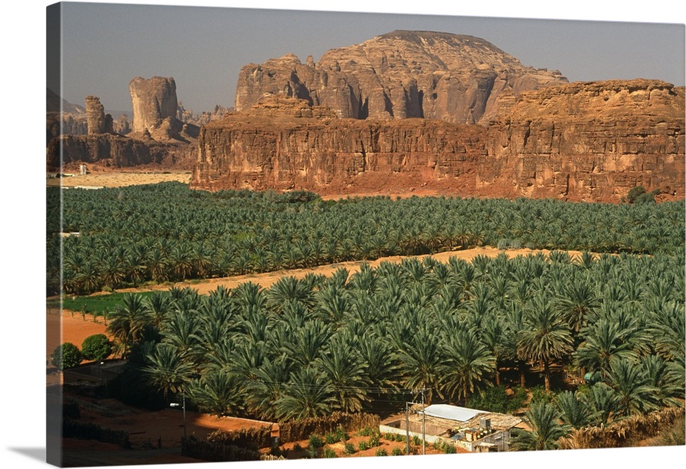 Saudi Arabia, Madinah, Al-Ula. Date plantations lie amidst picturesque scenery in the oasis surrounding Al-Ula.