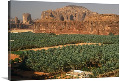 Saudi Arabia, Madinah, Date plantations in the oasis surrounding Al-Ula