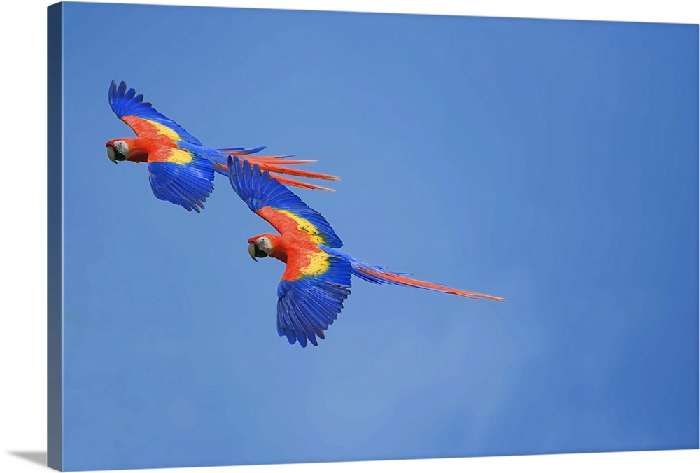 Scarlet Macaws (Ara macao) on flight, Corcovado National Park, Costa Rica
