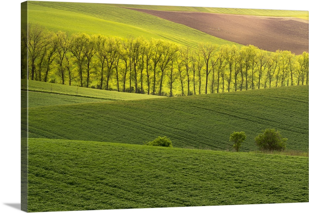 Scenic view of green rolling hills near Kyjov, Hodonin District, South Moravian Region, Moravia, Czech Republic