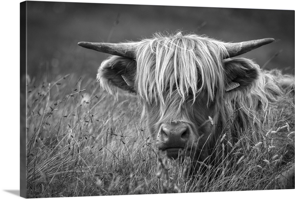 Europe, United Kingdom, Scotland, Hebrides archipelago, Isle of Skye, Bos taurus, Highland cattle.