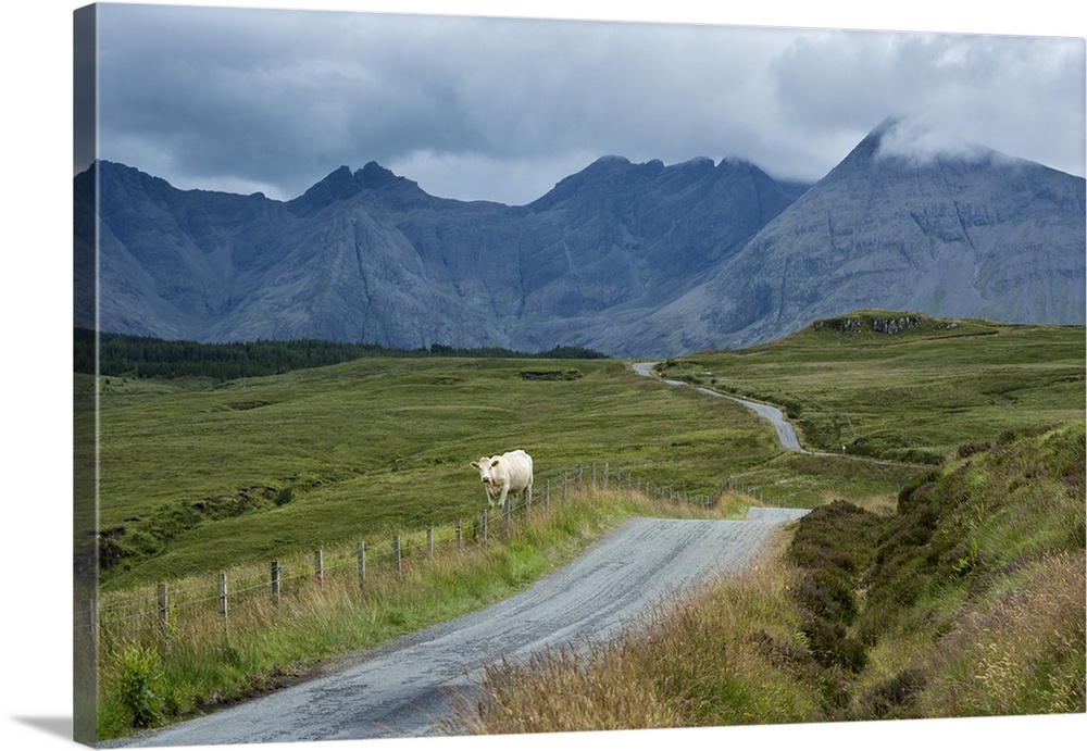 Europe, United Kingdom, Scotland, Hebrides archipelago, Isle of Skye, cow along the road.